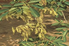 Lonchocarpus minimiflorus